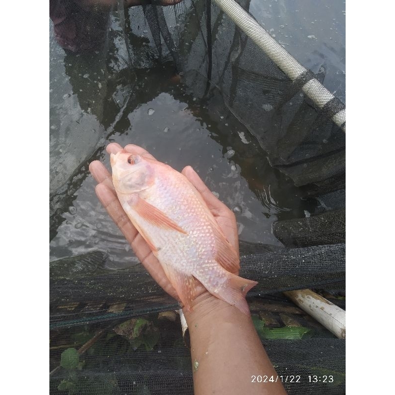 

Ikan nila merah segar hidup 1kg