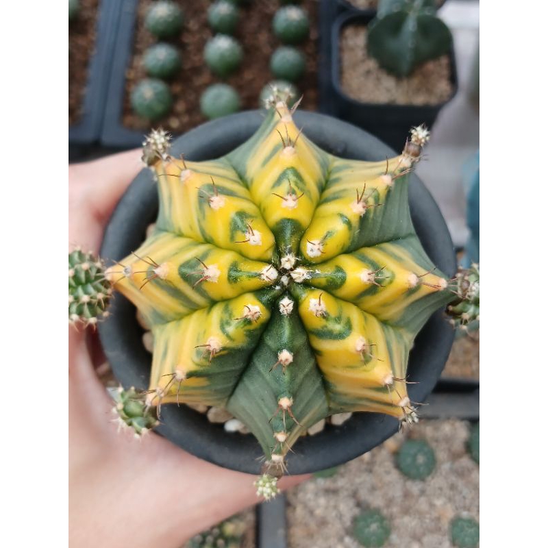 Gymnocalycium Mihanovichii Orange | kaktus | gymno | miha