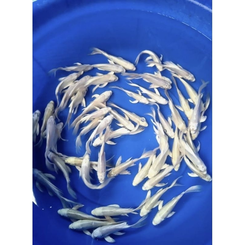 Hiasan Akuarium Ikan Koi Kumpay Platinum Slayer Kurleb 10 Cm Ikan Kumpay Slayer Platinum