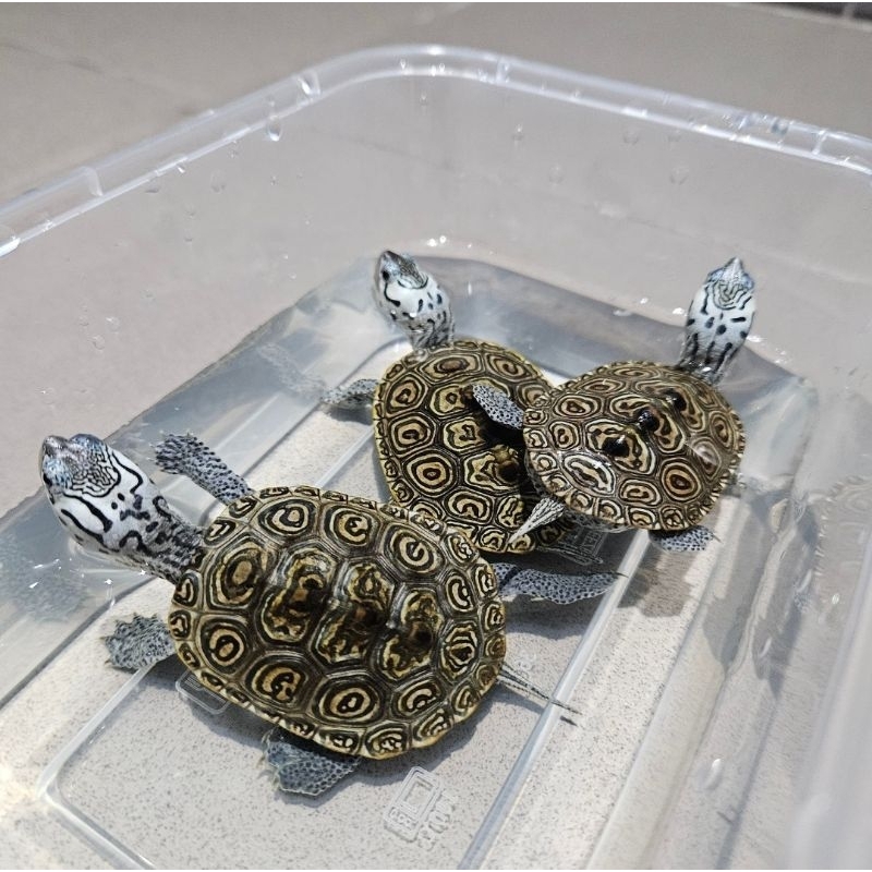 Dbt Concentric / Diamondback Terrapin Concentric