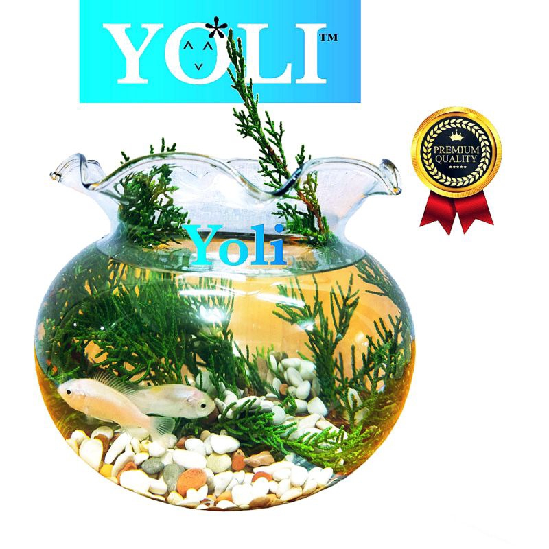 Yoli - Aquarium Bulat Kaca (7,2L) - Aquarium kaca - Aquarium Bulat - Aquarium - Aquarium cupang - Aquascape