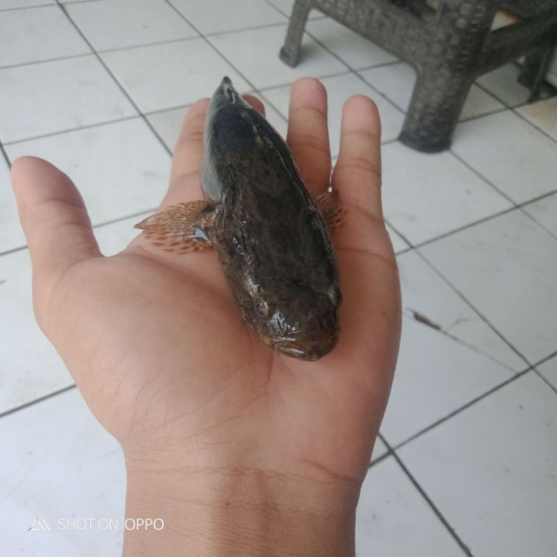 Bibit Ikan Gabus Males/Bloso/Betutu Size 18-20 cm