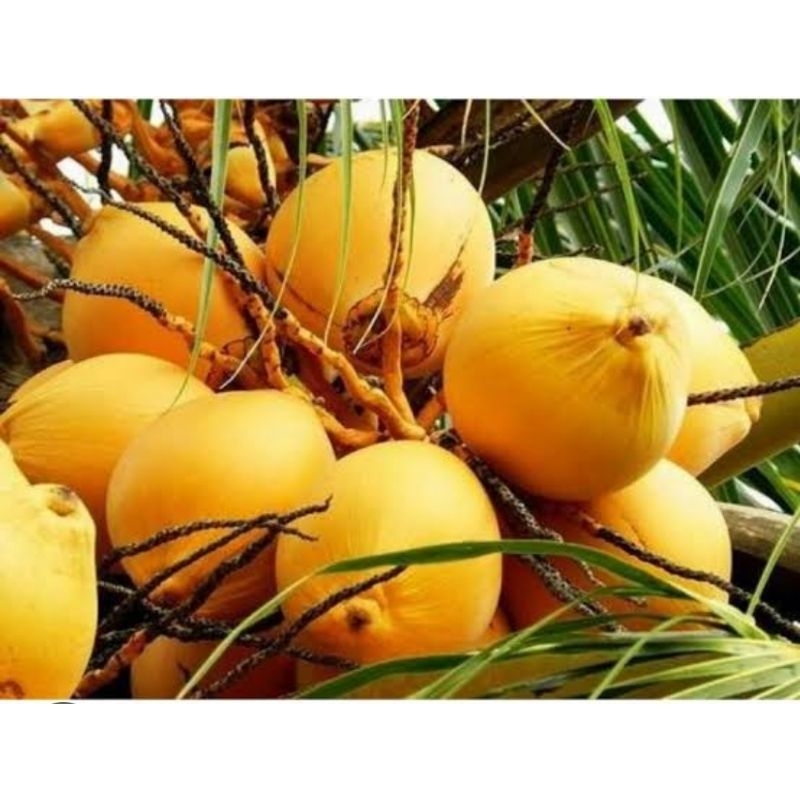 

Buah kelapa gading segar perbuah