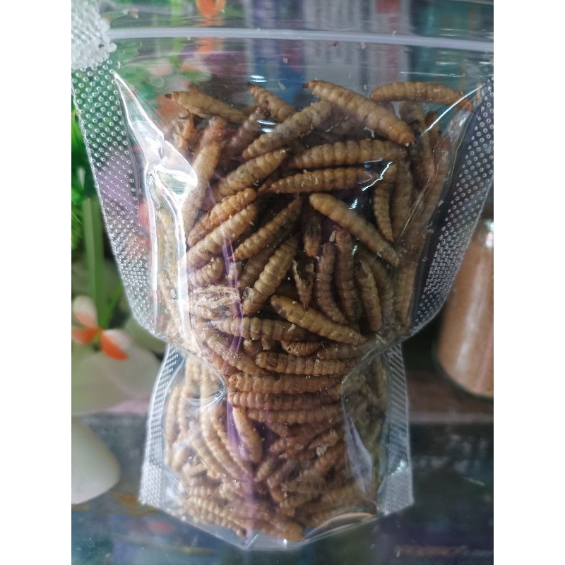 magot kering