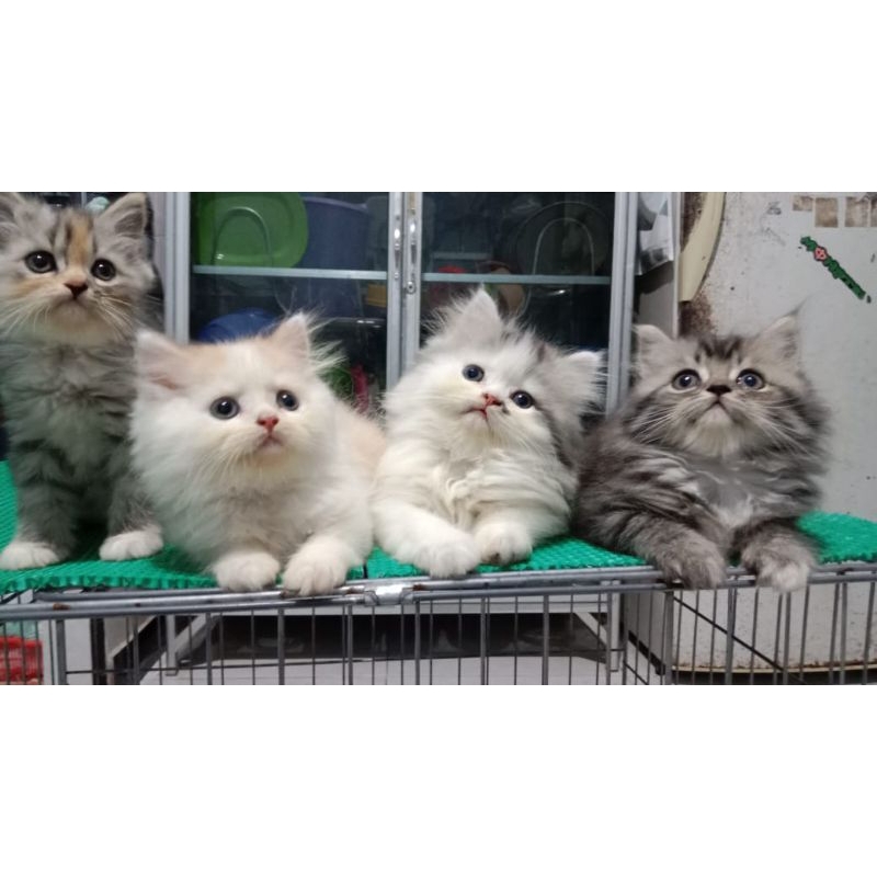 kucing Persia kitten /Himalaya/ragdoll/Persia kecil