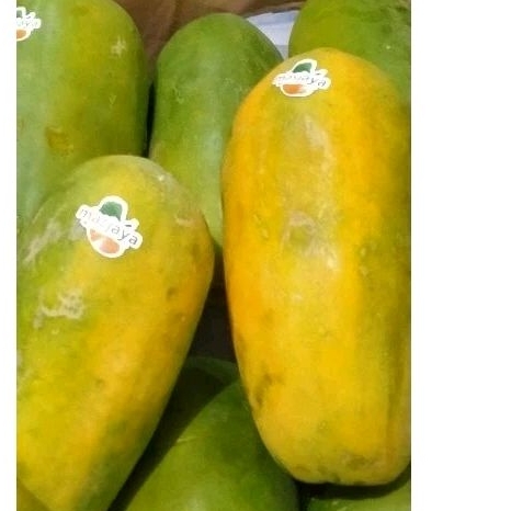 

Buah Pepaya California Mjaya
