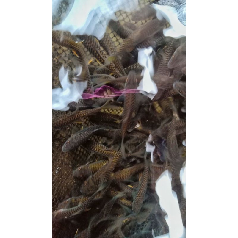 

20 EKOR BABY MAHSEER SIZE 7-8CM // IKAN DEWA MINAKANCRA