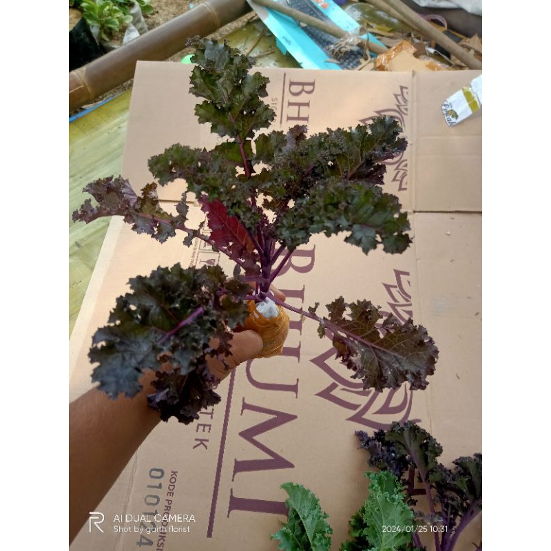 tanaman sayuran kale red curly
