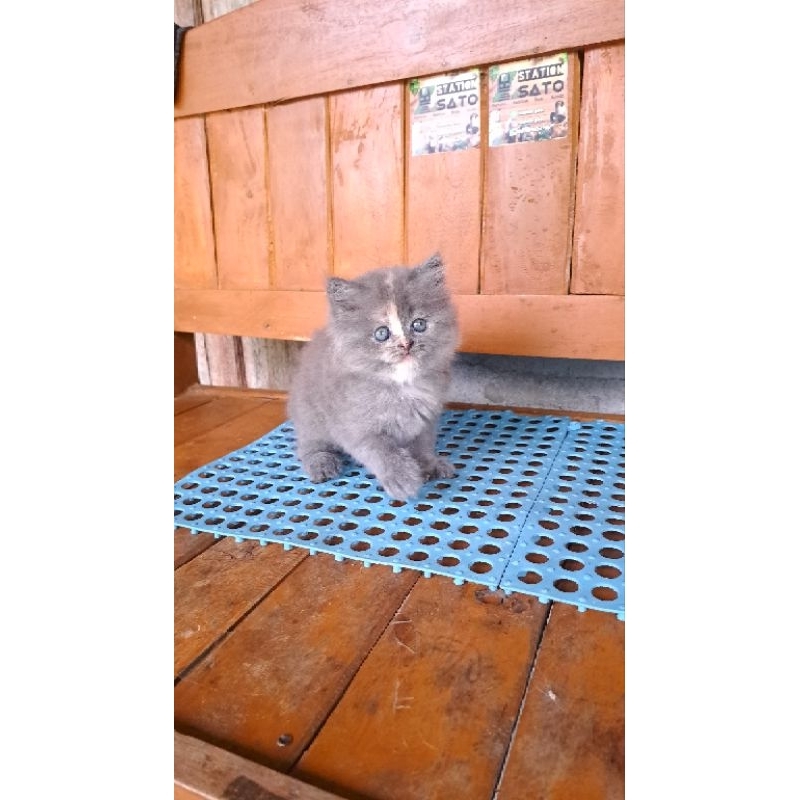 Kitten Persia Abu Putih Gemoy