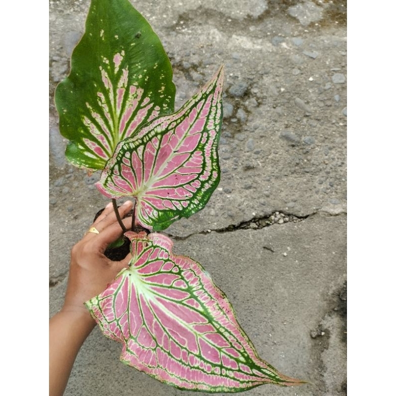 Keladi Wayang Pink