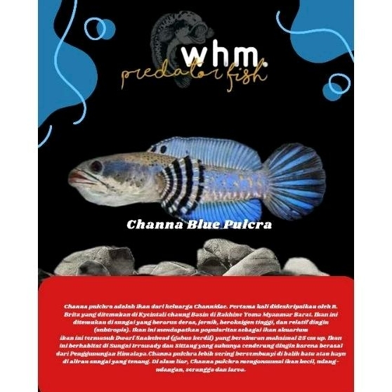 Channa b pulcra 12 cm 5 ekor (Mainan Ikan)