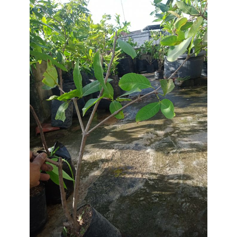 bibit cangkok jambu air camplong