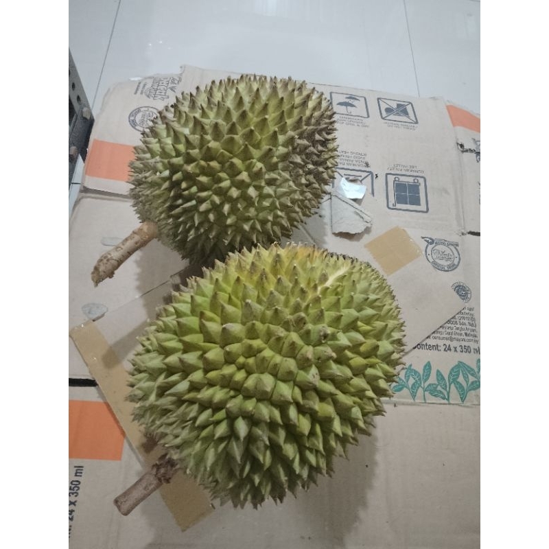 

durian biasa