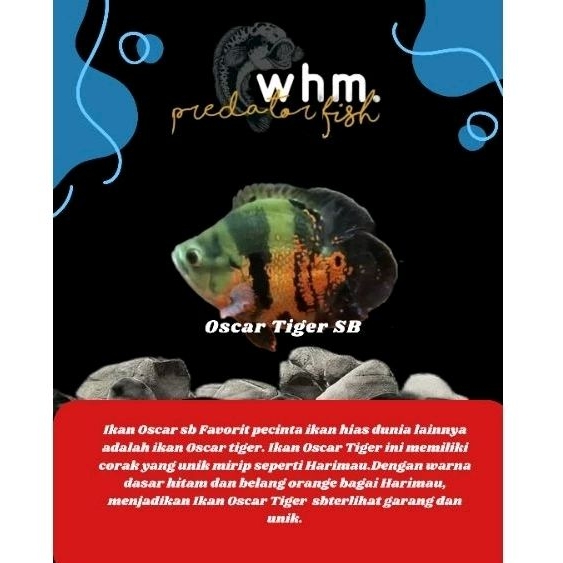 Oscar Tiger SB koin 13 cm ( Mainan Ikan)