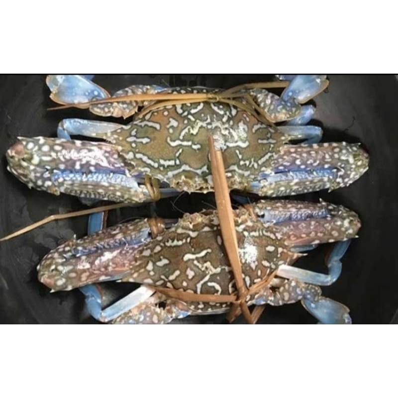 

Goldfish Seafood Rajungan