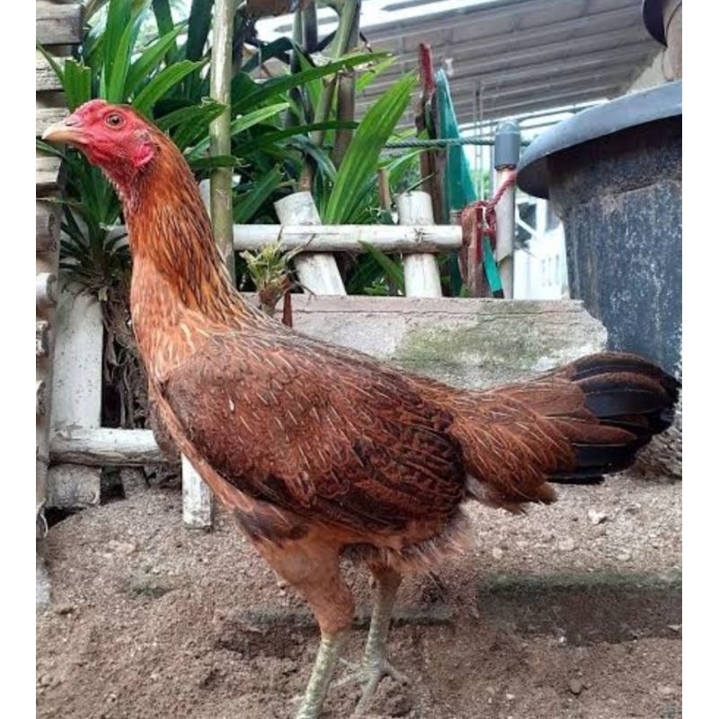 

ayam kampung