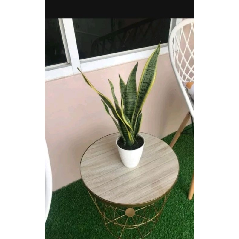 Tanaman sensivera kuning Mini+ pot lidah mertua