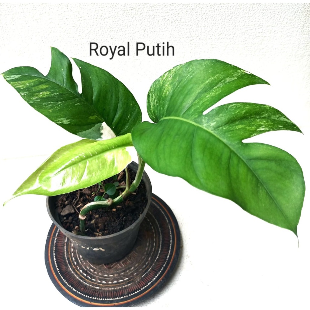 TANAMAN HIAS MONSTERA VARIGATA / EPIPREMNUM VARIGATA REMAJA