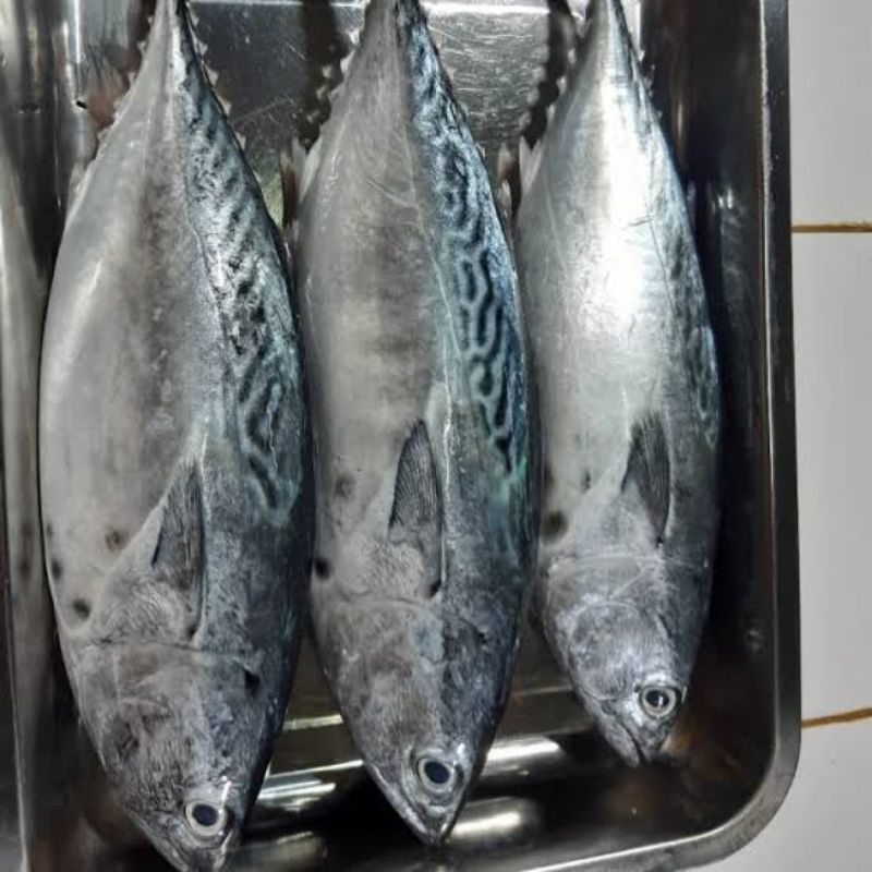 

Ikan Tongkol Sedang Segar