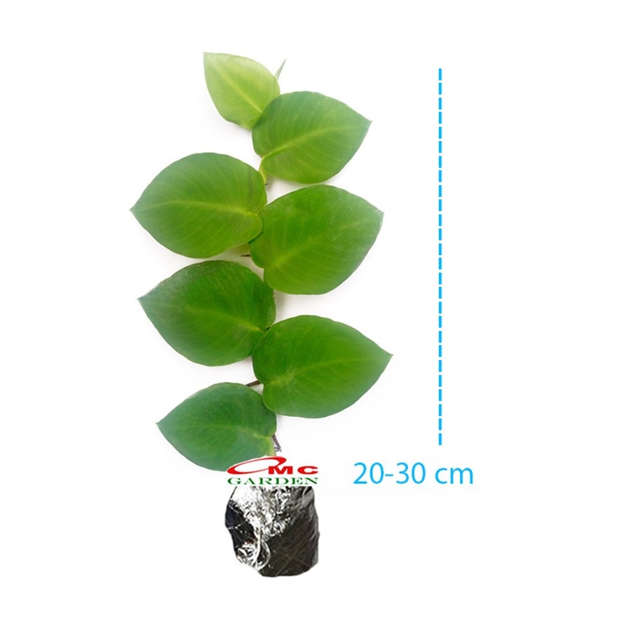 Tanaman Dolar Besar Merambat Dinding Hias Dollar Bibit Berakar 2030