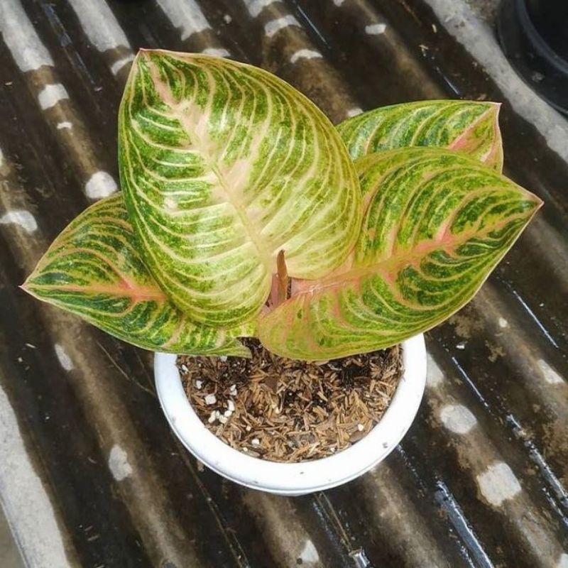 big sale promo aglonema Marsha Anjani anakan