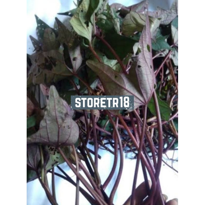 Bibit Ubi Ungu Bibit Ubi Jalar Ungu Paket 500 Gram