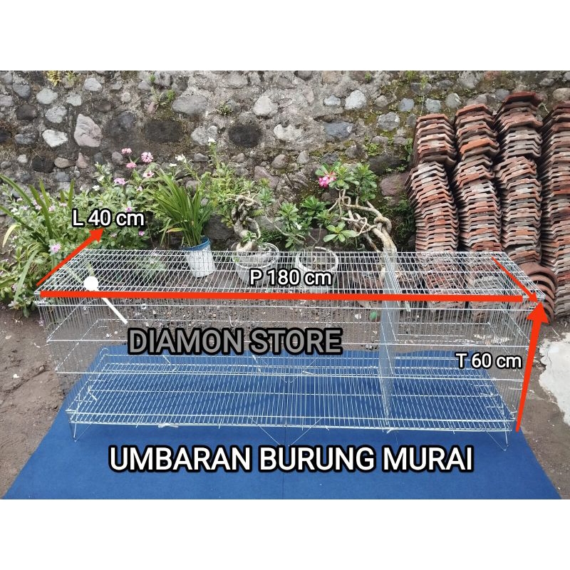 KURUNGAN TENGGARAN UMBARAN BURUNG MURAI BATU