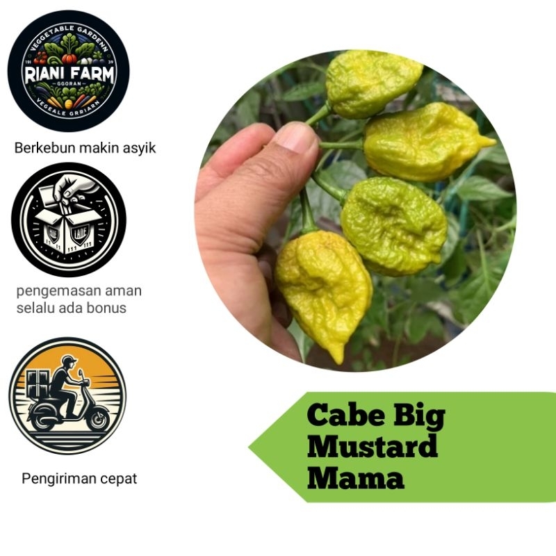 

Cabe Big Mustard Mama