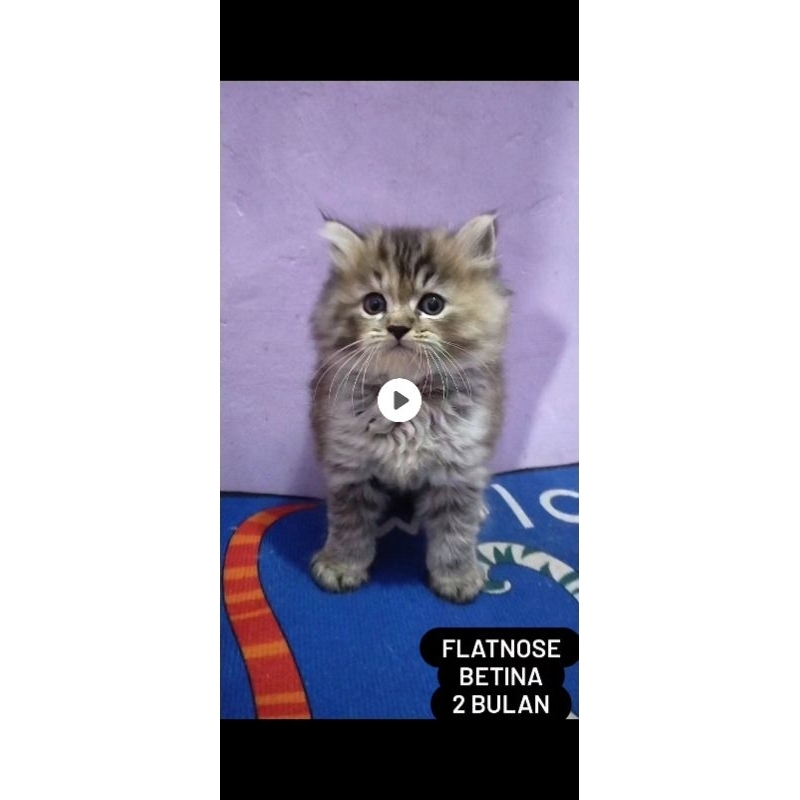 kucing flatnose kitten