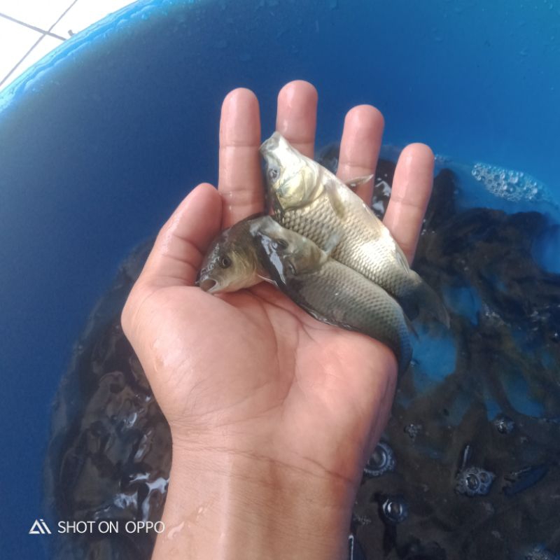 Bibit ikan Mas Konsumsi size 2 Jari