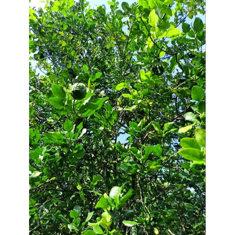 

[5 LEMBAR] DAUN JERUK SEGAR DAUN JERUK SAMBAL DAUN JERUK BUMBU DAUN JERUK PENGAWET ALAMI BERAS