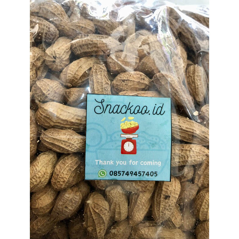 

kacang pasir