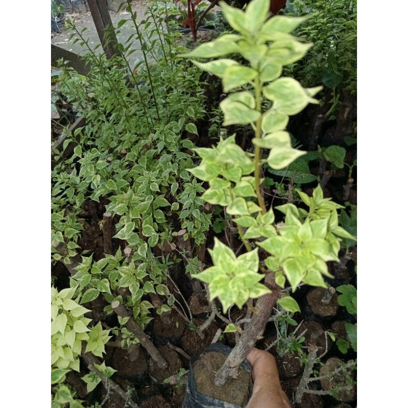 Bogenvil Singapur Varigata Ori