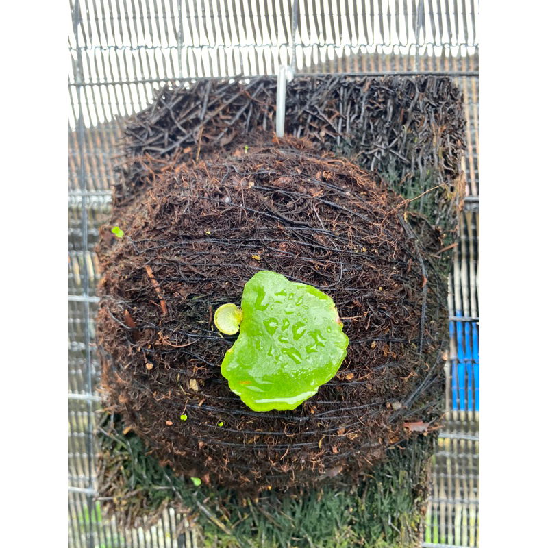 Platycerium Erawan (anakan)