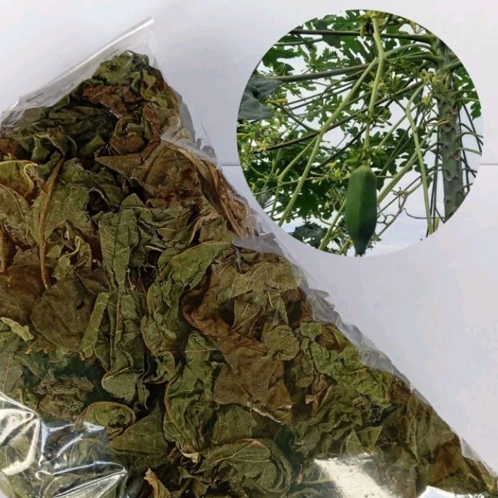 

Daun pepaya gantung pepaya jantan kering 250 gram