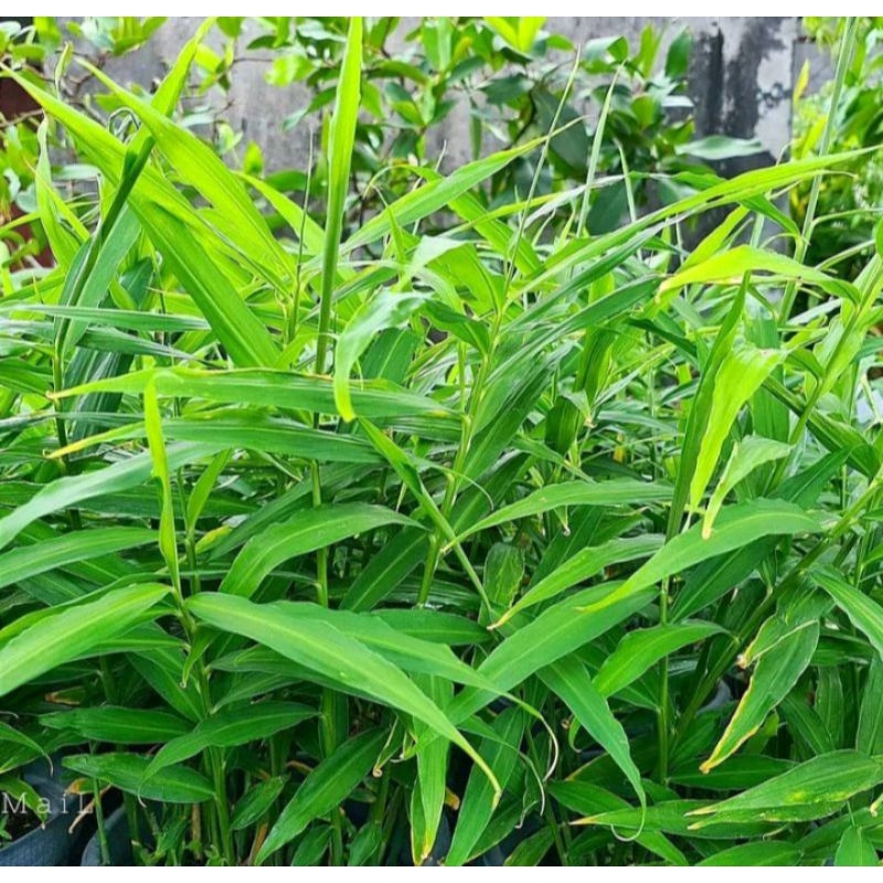 bibit tanaman jahe putih jahe mperit per 5 bibit siap tanam