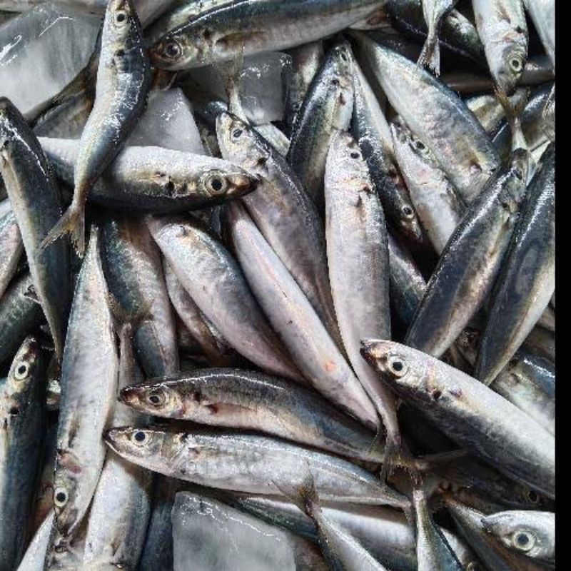 

Ikan Dencis / Ikan layang segar