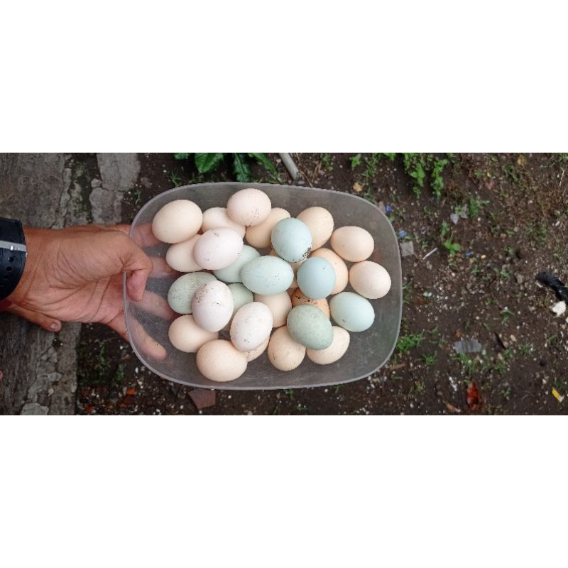 

TELUR AYAM KAMPUNG, BANGKOK DAN BIRMA