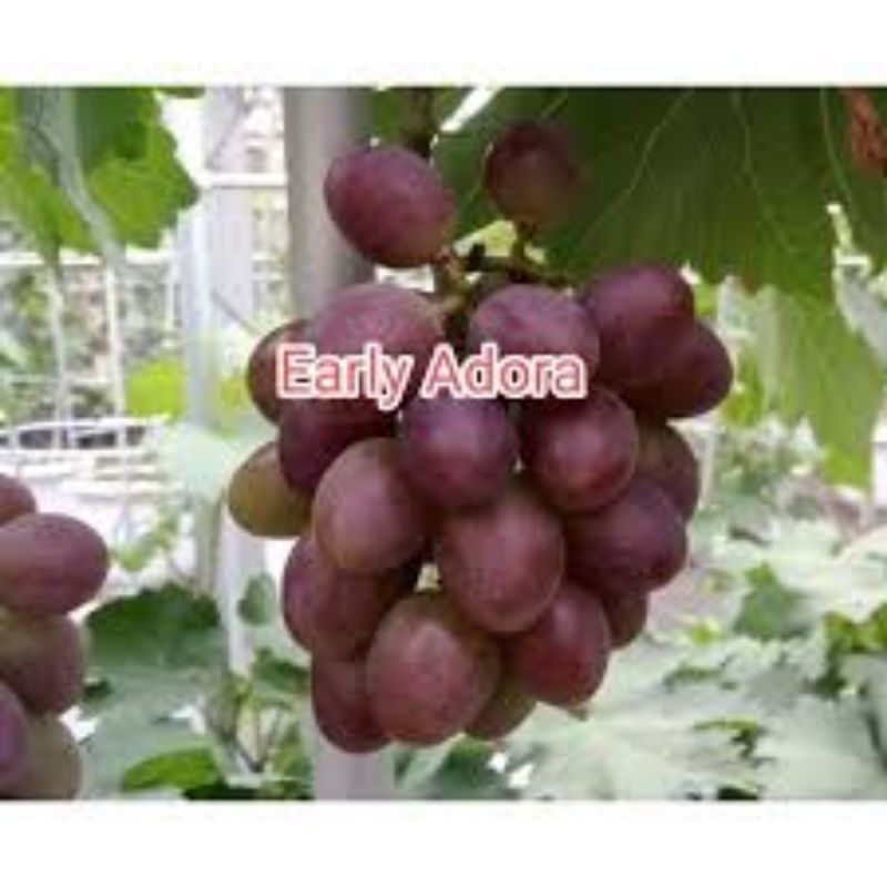 Anggur import Early Adora Seedles