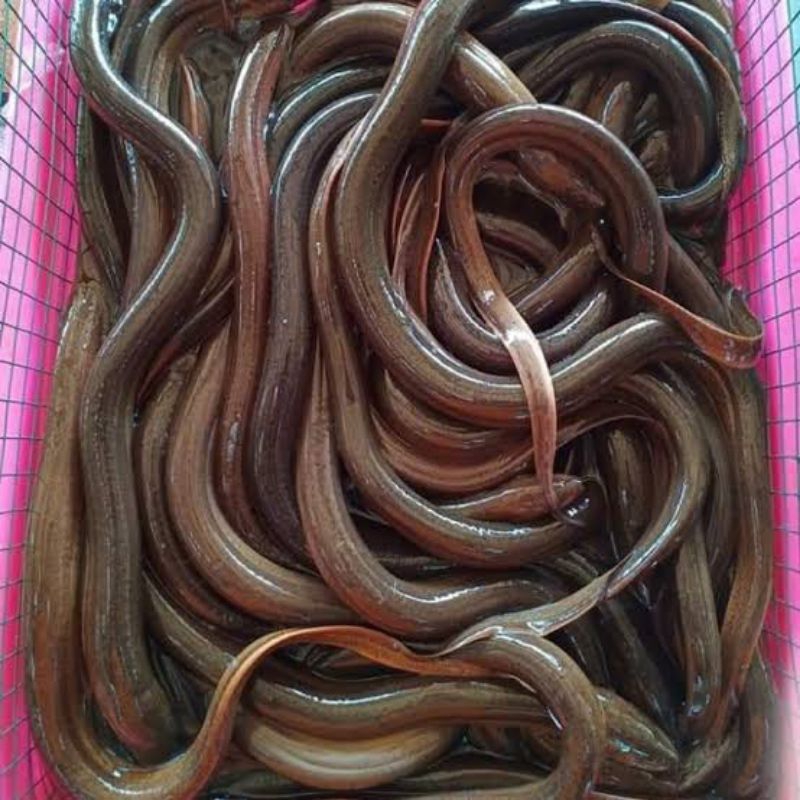 

Ikan Belut Segar Sudah Dibersihkan