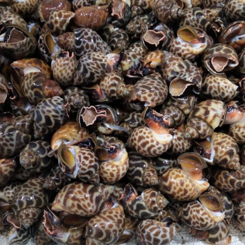 

Keong macan / Kerang Macan Segar Seafood