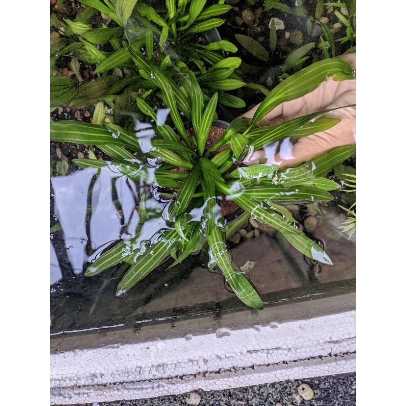 echinodorus Uruguayensis