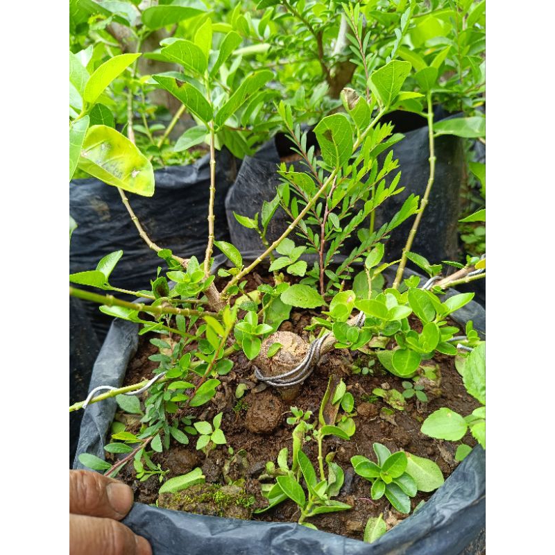 Bahan bonsai sancang prospek