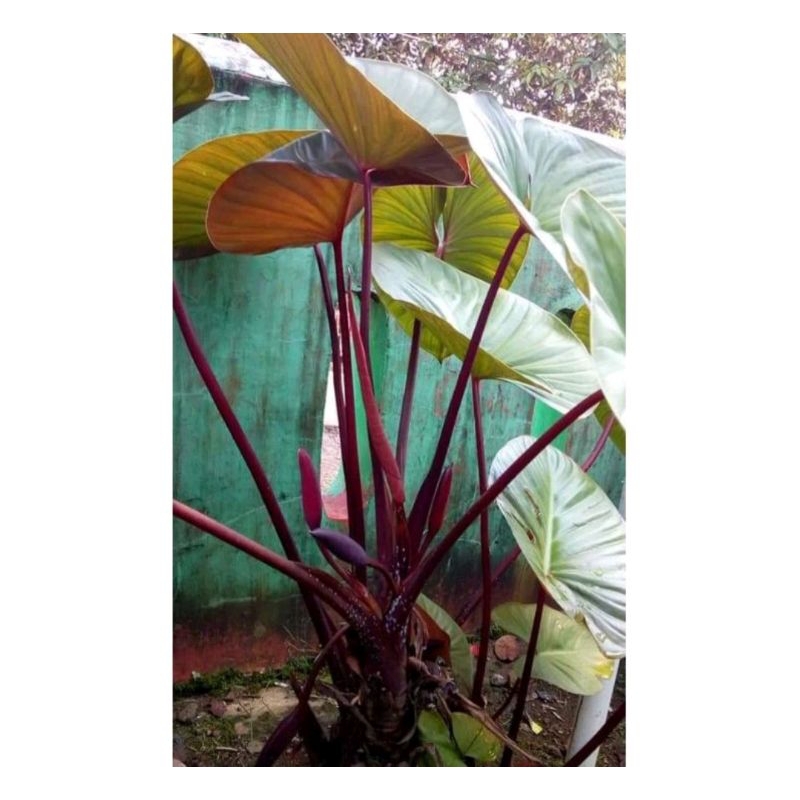 tanaman hias hamalomena batang merah