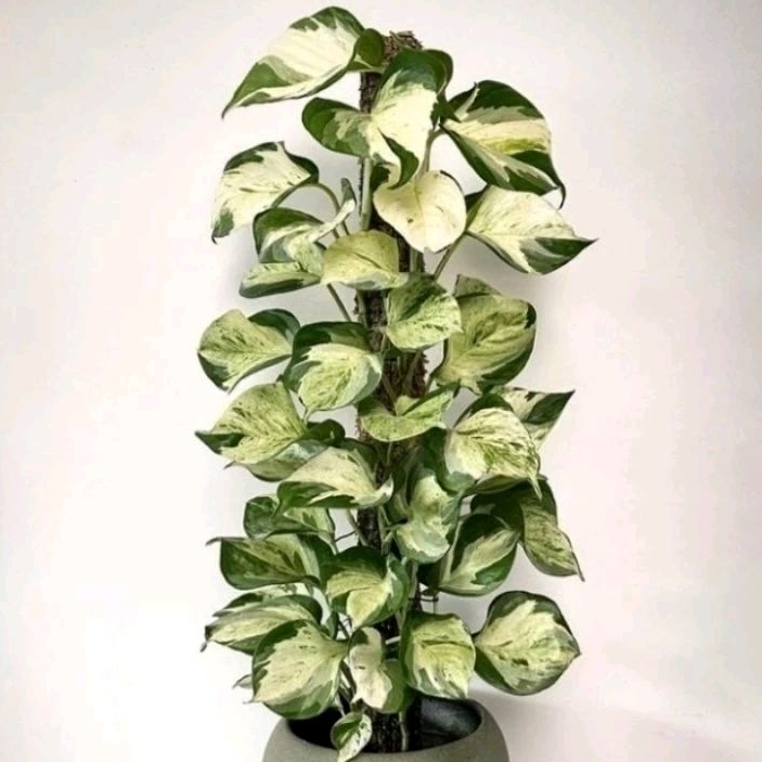 Tanaman Sirih Gading Manjula / Sirih Gading Keong / Sirih Gading Besar ( Epipremnum Manjula)