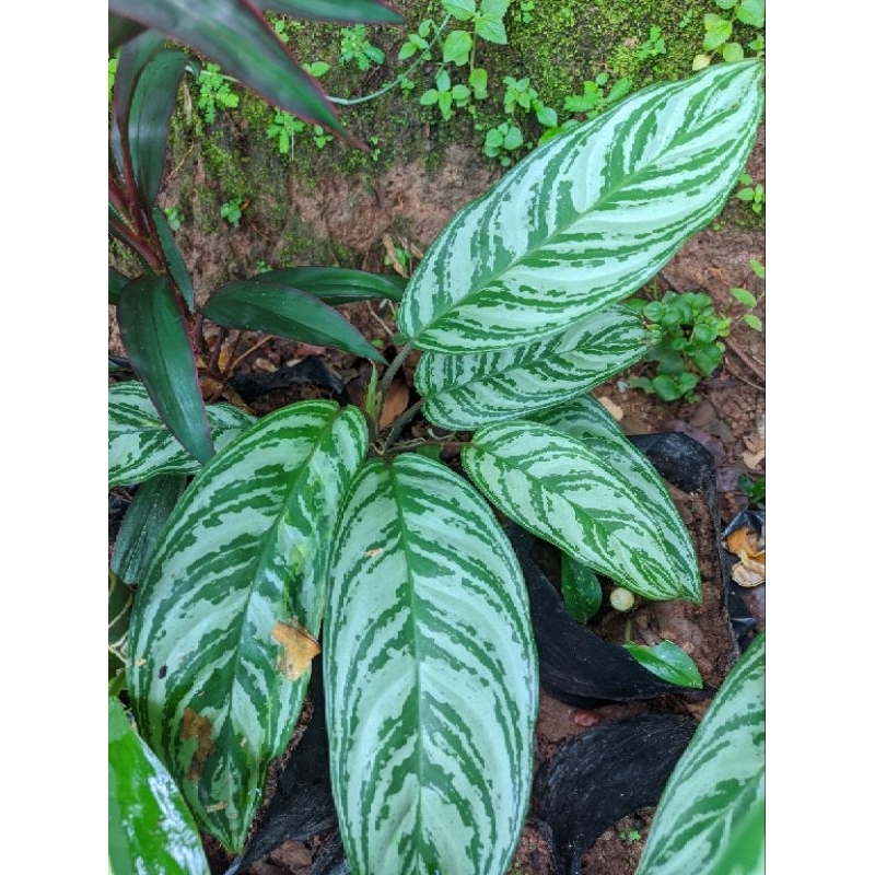 TANAMAN HIAS AGLONEMA LORENG HIJAU PUTIH