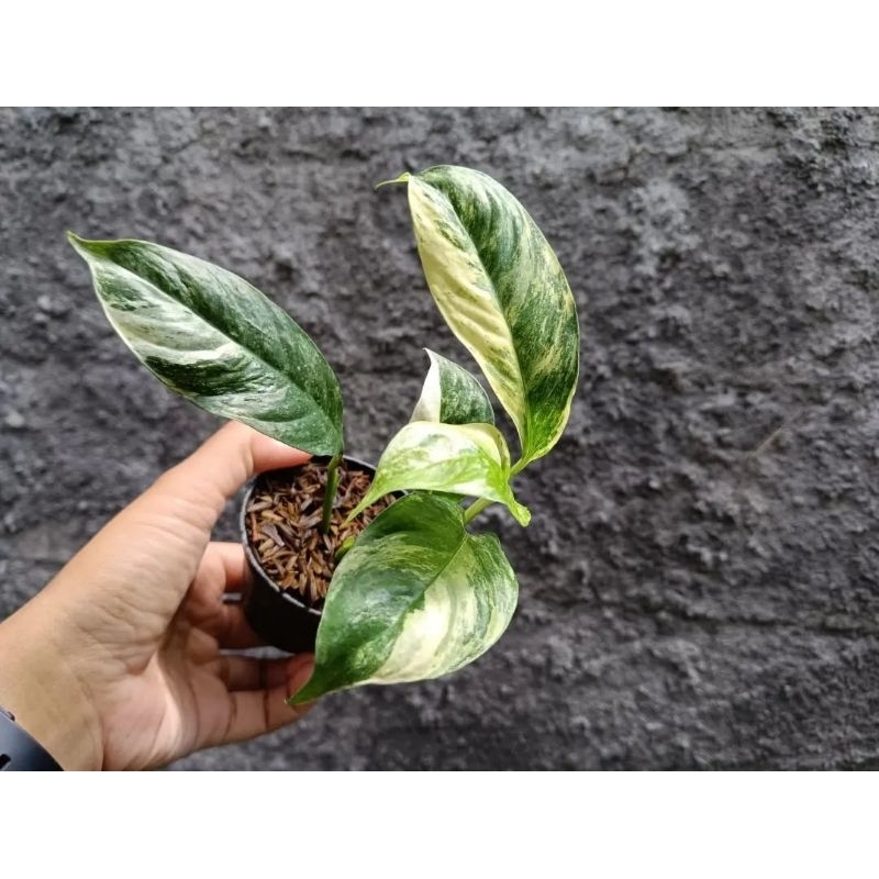 rhaphidophora puberula varigata