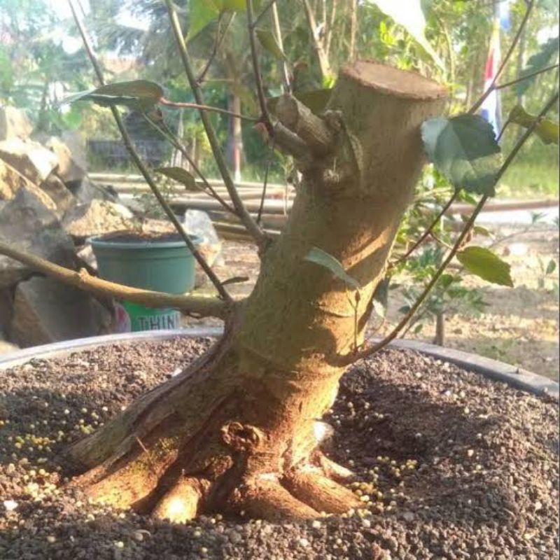 bahan bonsai waru besar bagus untuk bonsai super cantik
