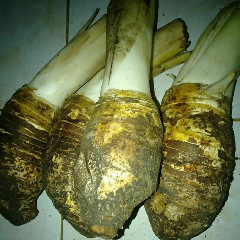 

UMBI Talas / Bentul / Bentoel minim order 4 @ satuan Kg