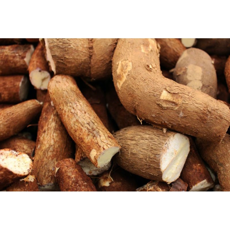 

singkong pulen mentah segar per 1kg
